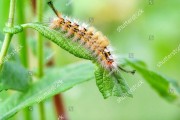 caterpillar（caterpillar是什么意思）