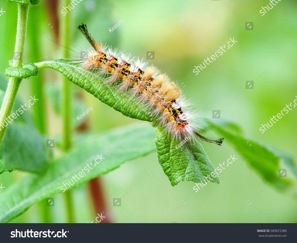 caterpillar（caterpillar是什么意思）